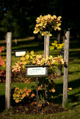 Cotinus coggygria 'Golden Spirit' - ruj vlasatá - celek